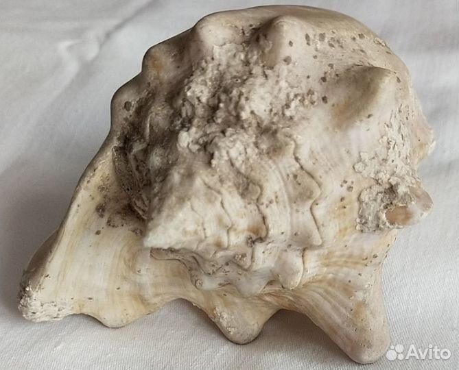 Ракушки морские из СССР цена большой рапан