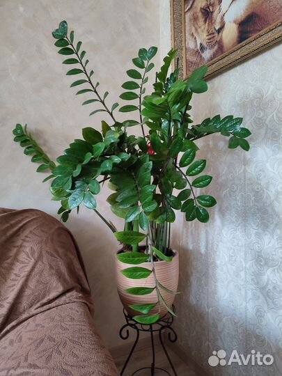 Замиокулькас