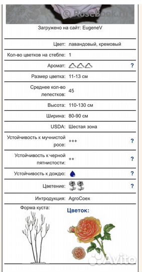 Роза мента саженцы