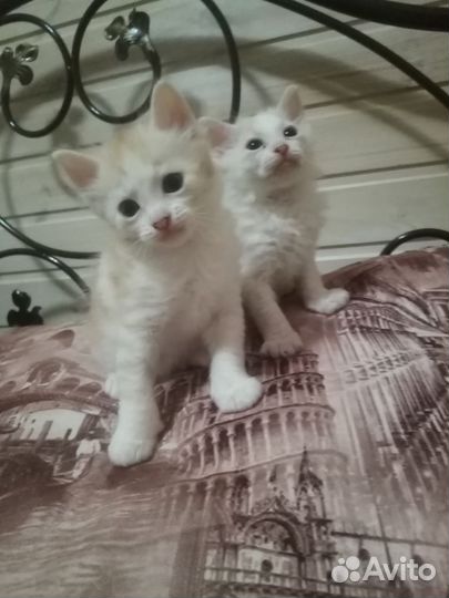 Котята в добрые руки бесплатно