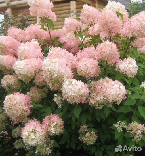 Гортензия метельчатая Фантом