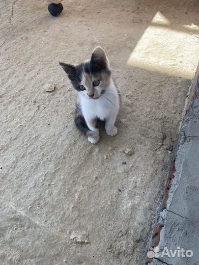 Котенок девочка в добрые руки бесплатно