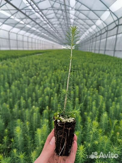 Саженцы сосны обыкновенной зкс от производителя