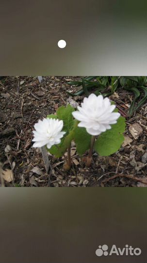 Многолетники садовые