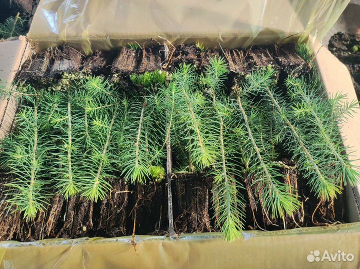 Сеянцы сосны в розницу