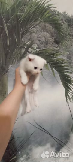 Британские котята в дар