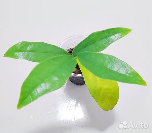 Замиокулькас Лонг Лив лемон