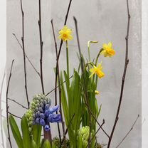 Луковичные Нарциссы