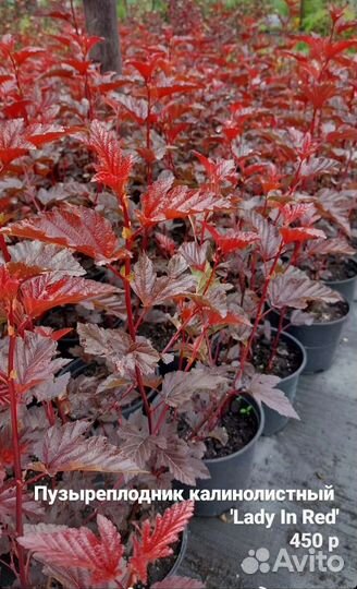 Пузыреплодник калинолистный