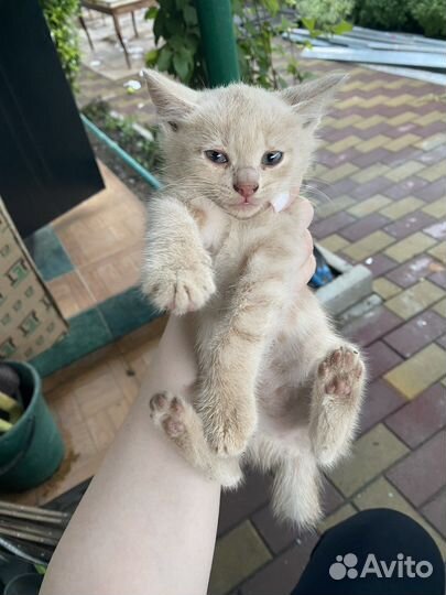 Котята в добрые руки мальчики