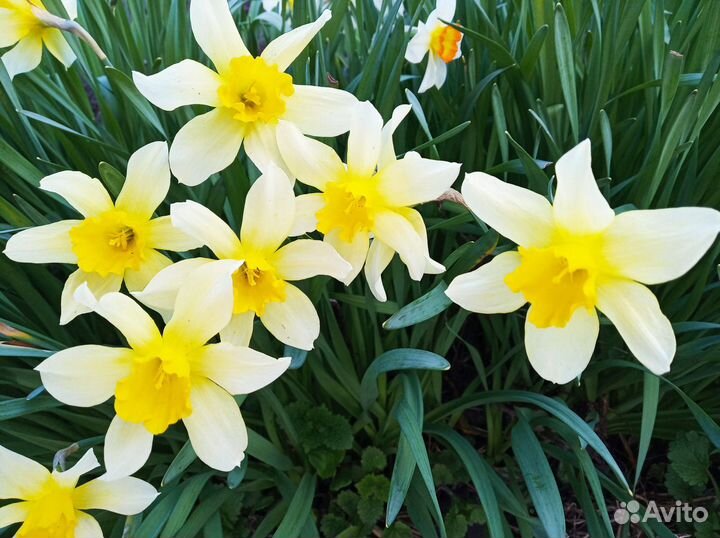 Многолетние цветы на дачу