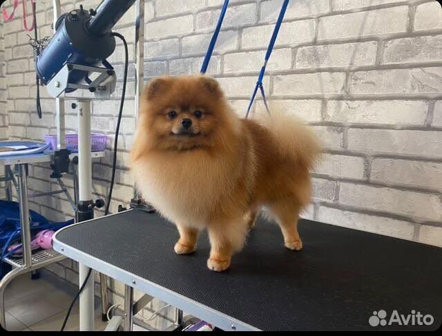 Померанский шпиц вязка