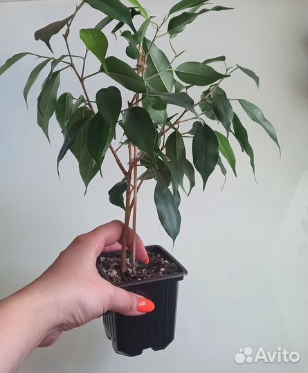 Фикус бенджамина Даниэль