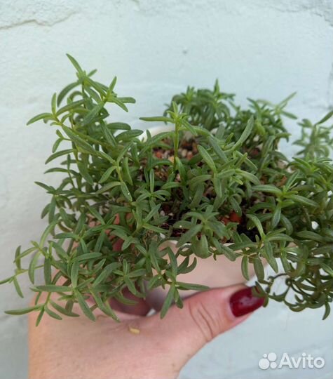 Комнатные растения цветы Суккуленты