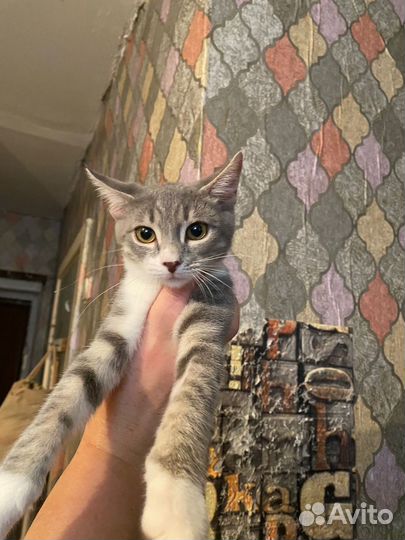 Стерилизованая девочка в добрые руки