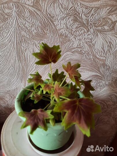 Герань пеларгония листья звезды