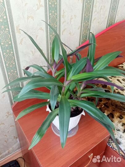 Традесканция