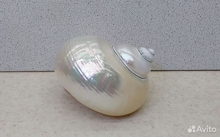 Фолген 8,9 морская ракушка раковина