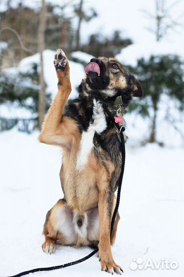 Симпатяга Рекс