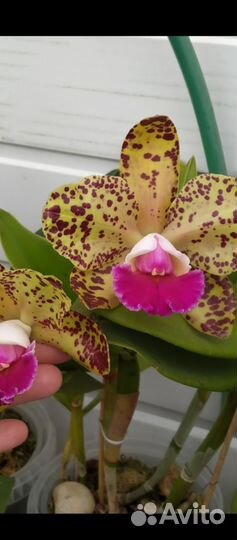 Орхидея каттлея
