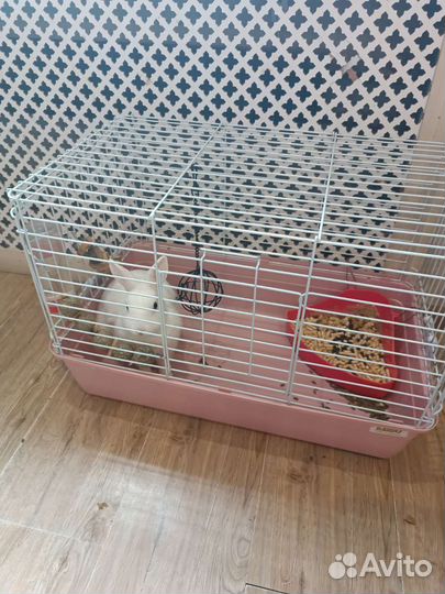 Корм для декоративных кроликов