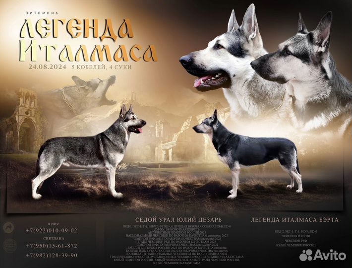 Щенки вео от рабочих родителей