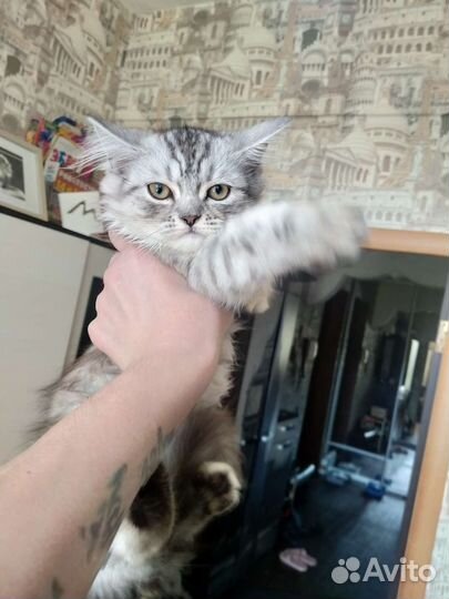 Кошка