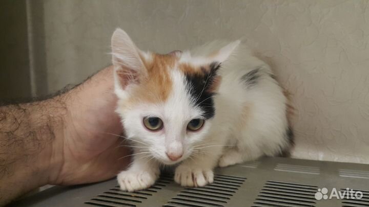 Отдам котят 2,5месяца