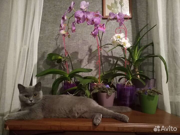 Британская кошка