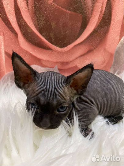 Канадский сфинкс