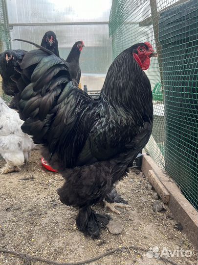 Брама инкубационное яйцо