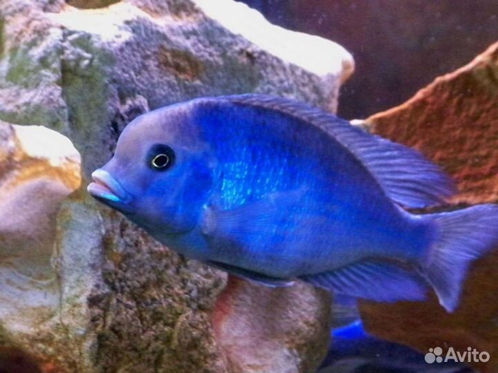 Мальки малавийских цихлид