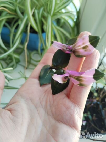 Традесканция