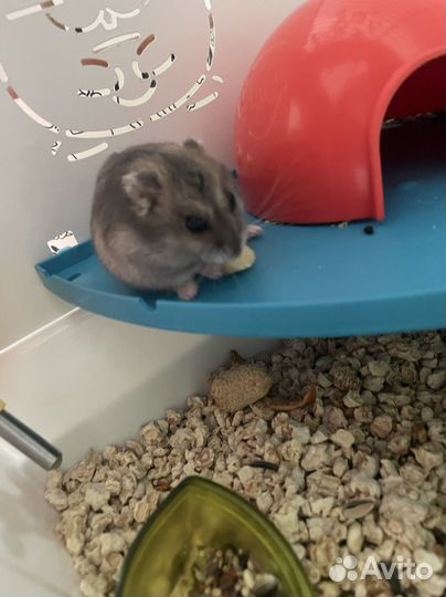 Джунгарский хомяк с клеткой