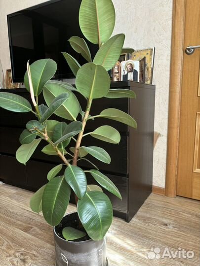 Фикус каучуконосный