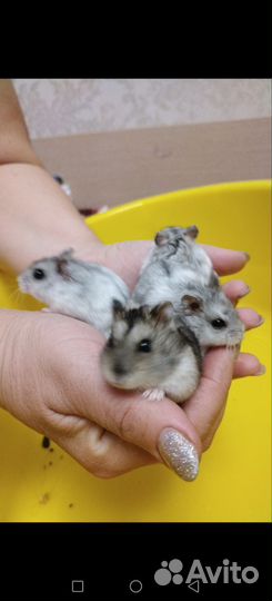 Джунгарский хомяк бесплатно