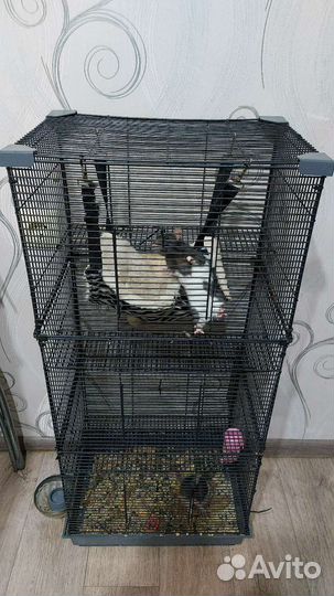 Ручные крысы