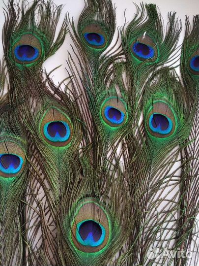 Перья павлина. Цена за все