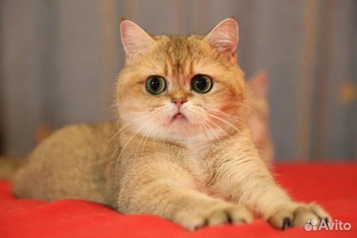 Британская