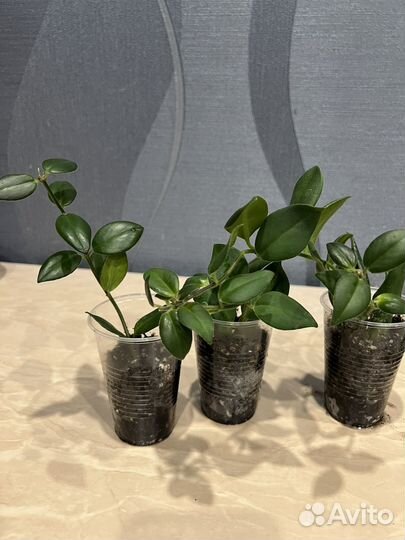 Фикус панда