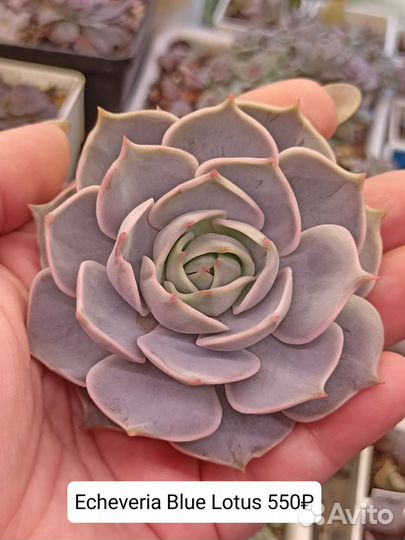 Эхеверии, суккуленты