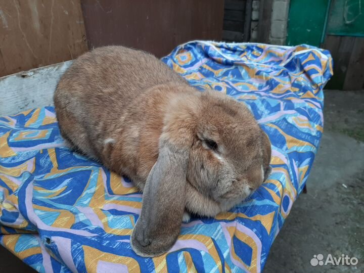 Кролики баран, панон