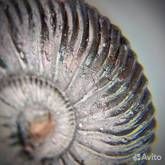 Набор Аммонитов окаменелость палеонтология ракушка