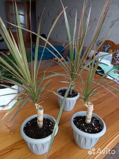 Пальма драцена