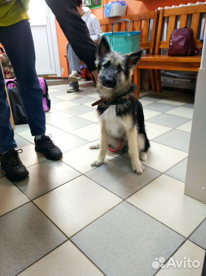 Джерри ищет хозяина