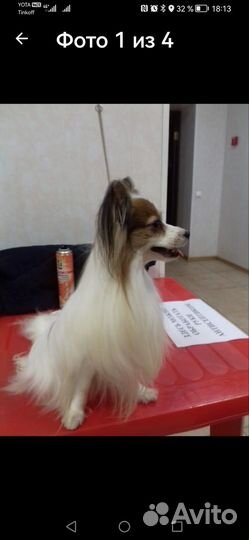 Папийон