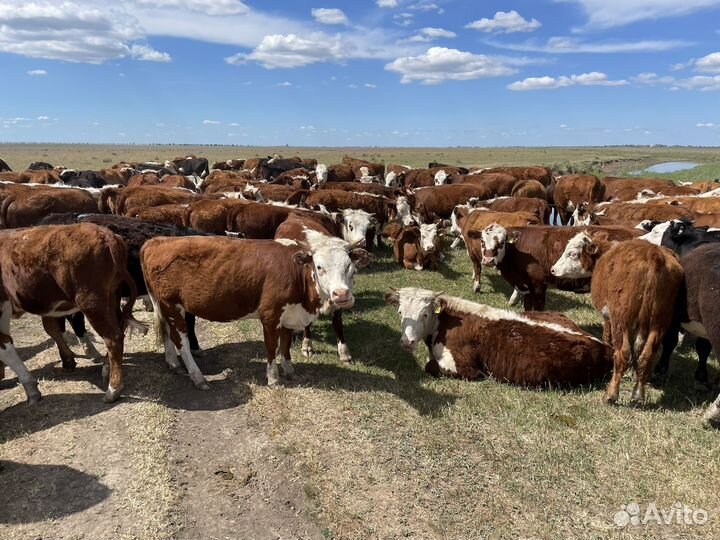 Телочки и Бычки Герефорд на племя