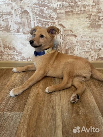 Бесплатно Стерилизована 6 месяцев