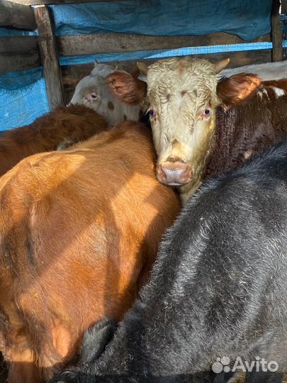 Бычки 10 голов, от 9 месяцев до 14 месяцев
