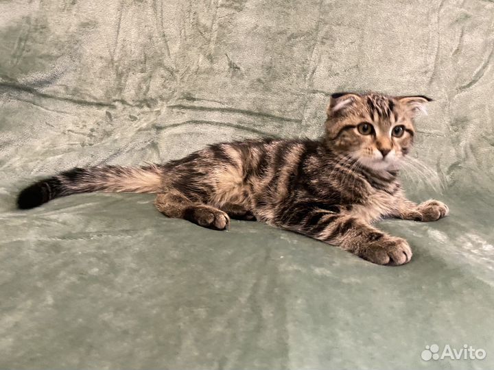 Котенок-мальчик